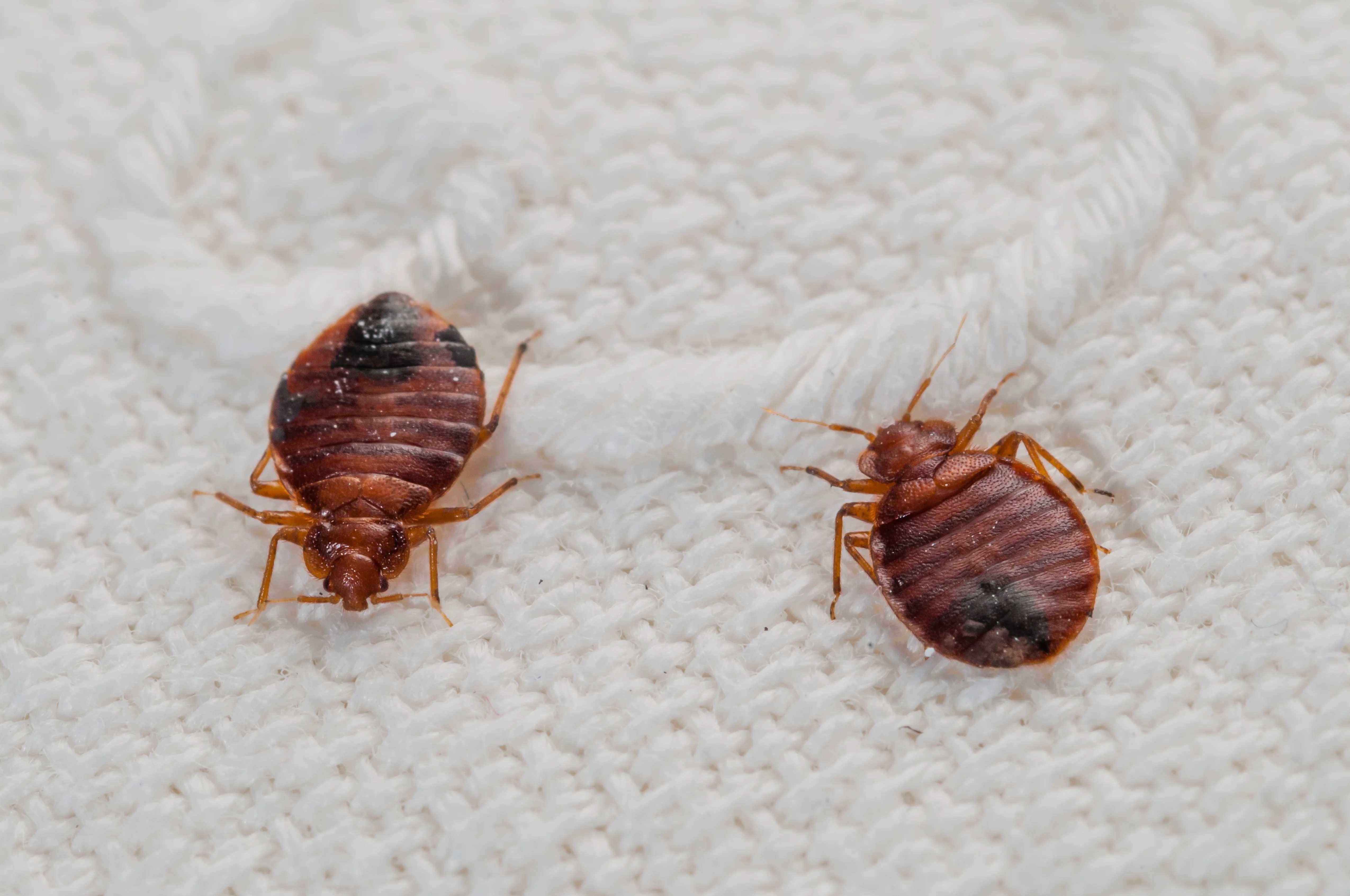 two bed bugs sitting on a white blanket