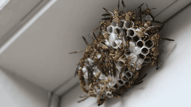 a close up of a bunch of bugs on a wall