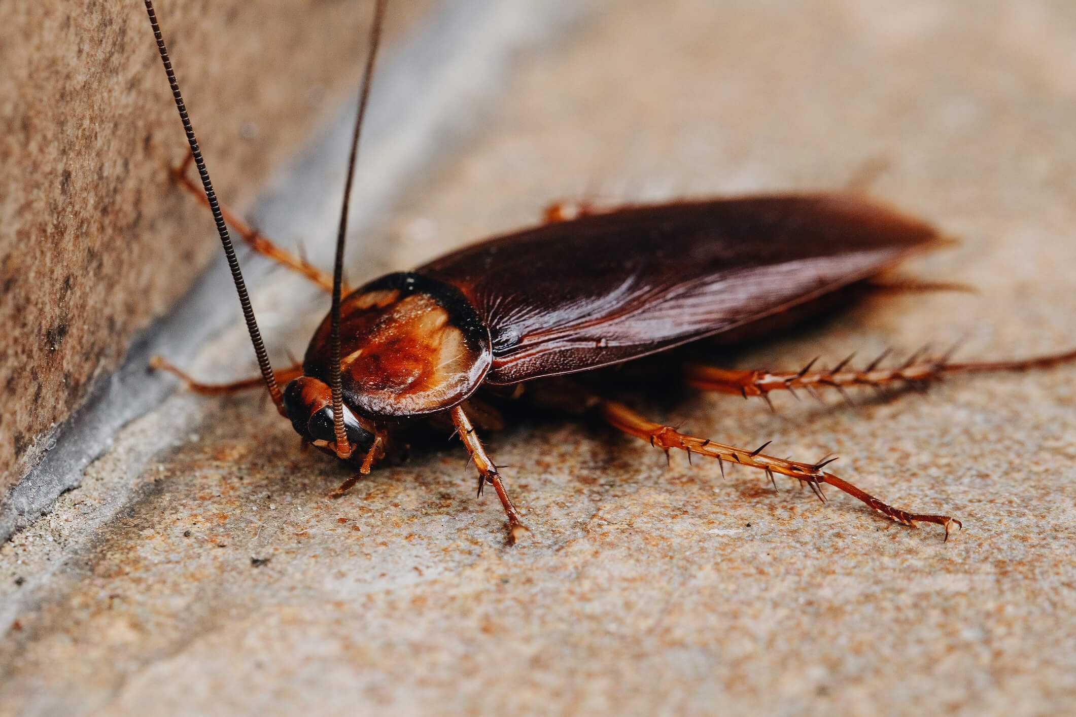a close up of a cockroach on the ground
