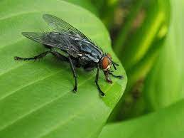 a fly sitting on top of a green leaf