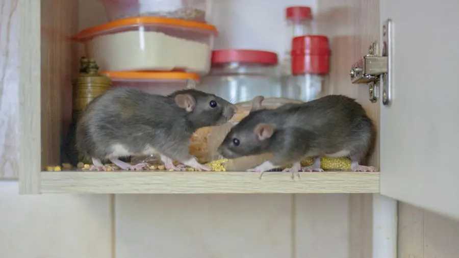 a couple of mice sitting on top of a shelf