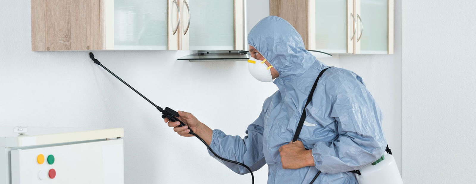 a close up of a termite